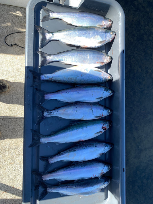 Fished whiskeytown lake california